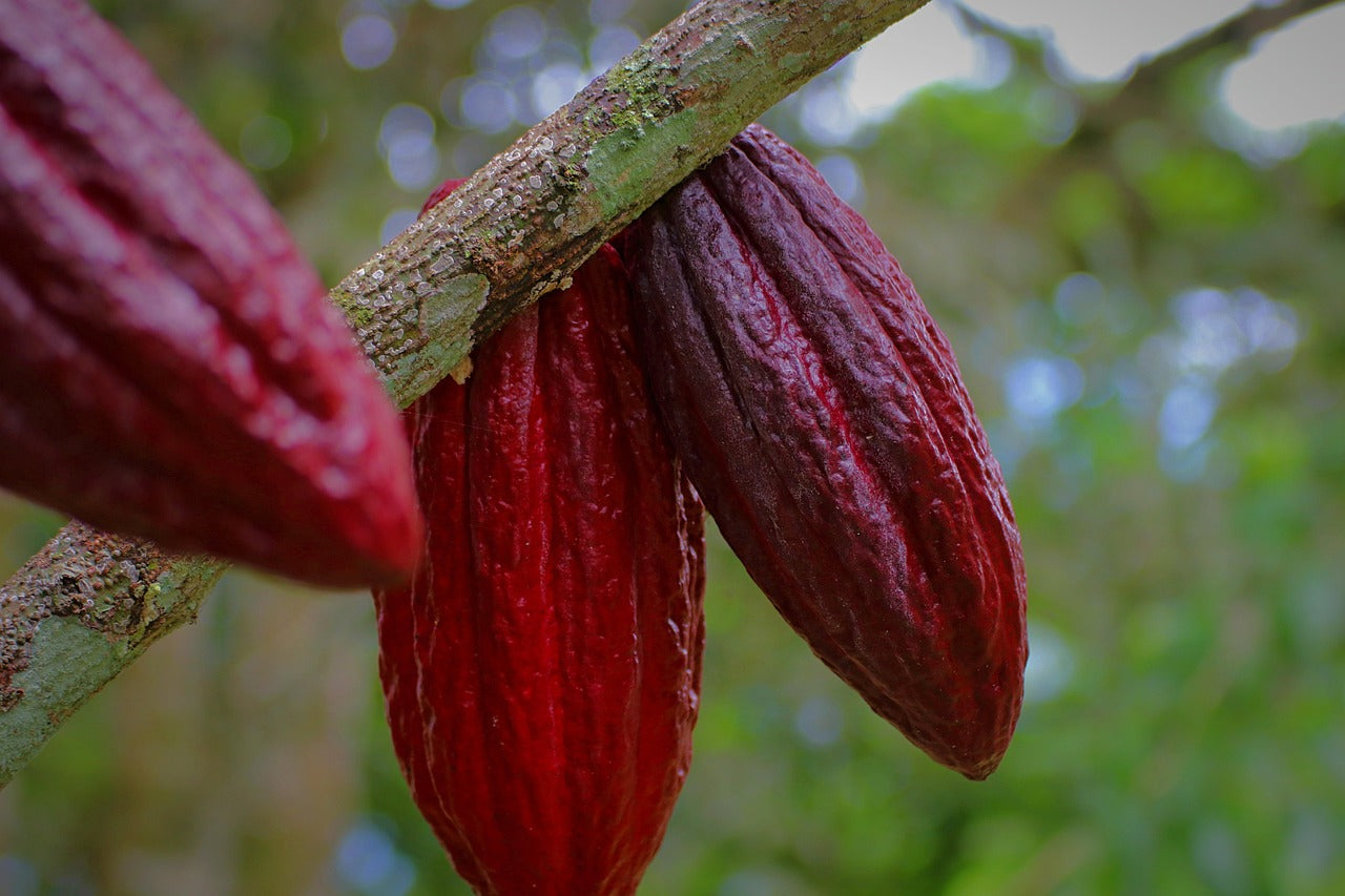 Koffie vervangen door Cacao: medicijn voor het hart